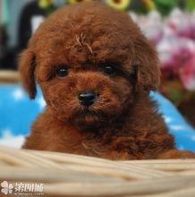 泰迪熊在线观看更多,解锁更多精彩瞬间,重温温馨感动 第2张 泰迪熊在线观看更多,解锁更多精彩瞬间,重温温馨感动 第2张