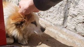 老狗网红爆料视频,揭秘娱乐圈幕后真相 第2张 老狗网红爆料视频,揭秘娱乐圈幕后真相 第2张